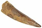 Fossil Spinosaurus Tooth - Real Dinosaur Tooth #346284-1